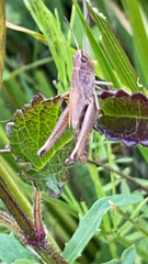 Pseudochorthippus parallelus
