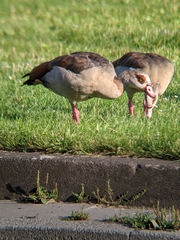 Alopochen aegyptiaca