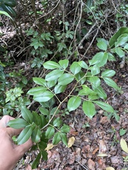 Zanthoxylum punctatum