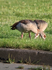 Alopochen aegyptiaca