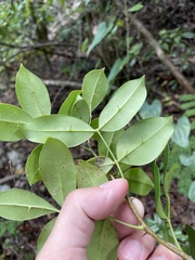 Zanthoxylum punctatum