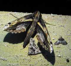Xylophanes crenulata