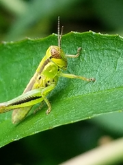 Acrididae