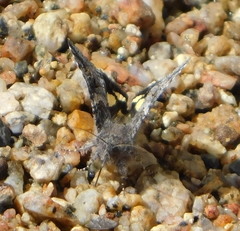 Litocala sexsignata