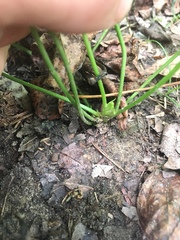 Trifolium stoloniferum