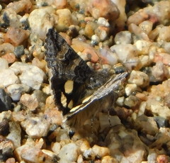 Litocala sexsignata