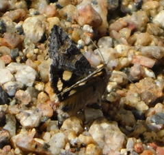 Litocala sexsignata