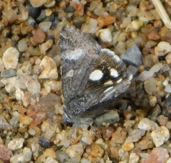 Litocala sexsignata