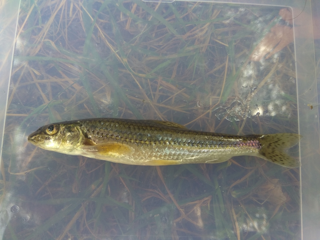 Don Gudgeon