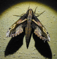 Xylophanes crenulata