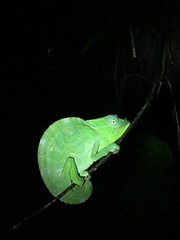 Trioceros deremensis