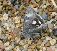 Litocala sexsignata