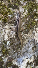 Podarcis muralis