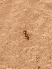 Brachymyrmex obscurior