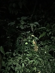 Trioceros deremensis