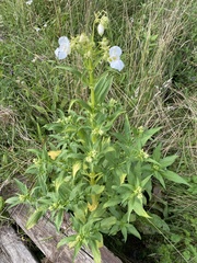 Magnoliopsida