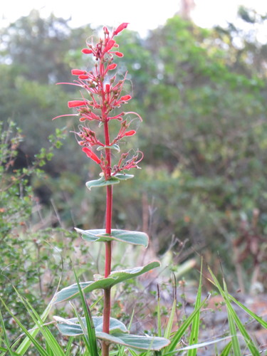 Sinningia bulbosa