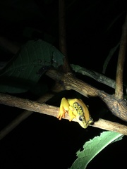 Hyperolius substriatus