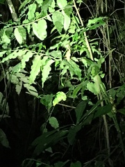 Trioceros deremensis