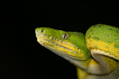 Corallus batesii