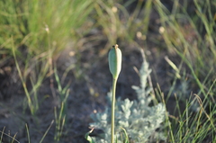 Tulipa suaveolens