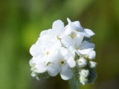 Plagiobothrys tenellus