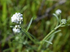 Plagiobothrys tenellus
