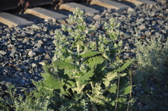 Salvia aethiopis
