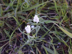 Plagiobothrys tenellus