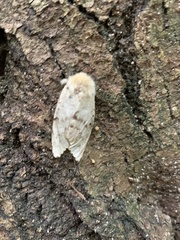 Lymantria dispar dispar