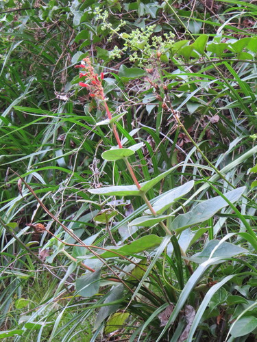 Sinningia bulbosa