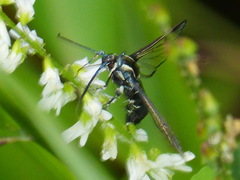 Synanthedon pictipes