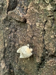 Lymantria dispar dispar