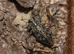 Chrysobothris scabripennis