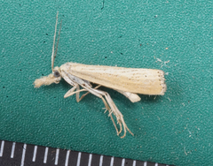 Agriphila straminella