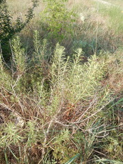 Baccharis texana