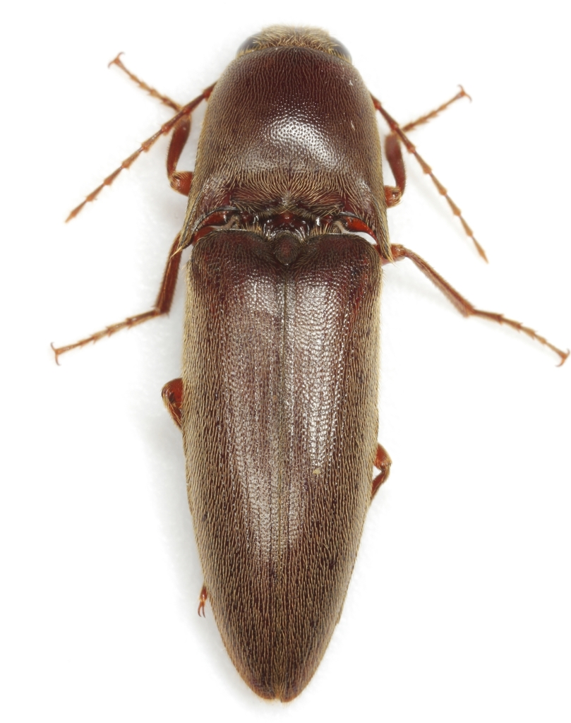 Diplostethus texanus (Click Beetles of the United States) · iNaturalist