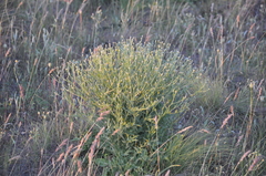 Klasea erucifolia