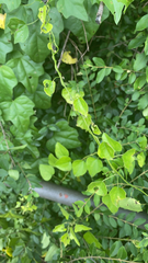 Cocculus carolinus
