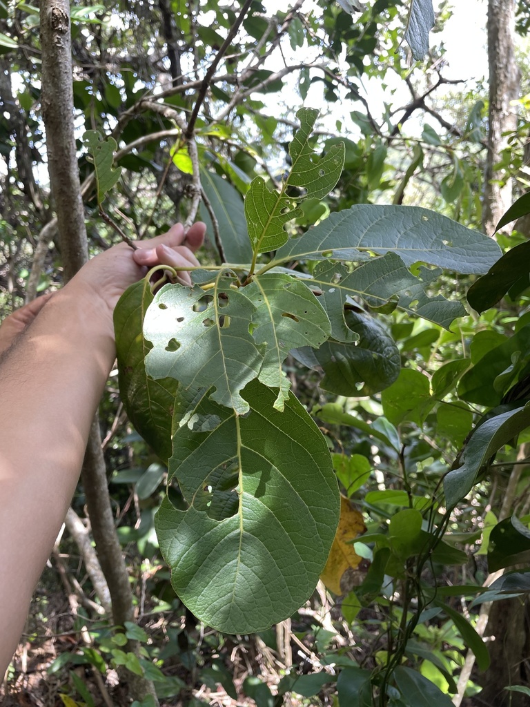Pisonia taina