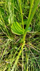 Parnassia glauca