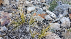 Carex nardina