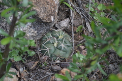 Coryphantha poselgeriana