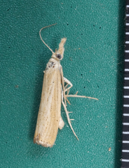 Agriphila straminella