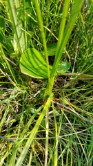 Parnassia glauca
