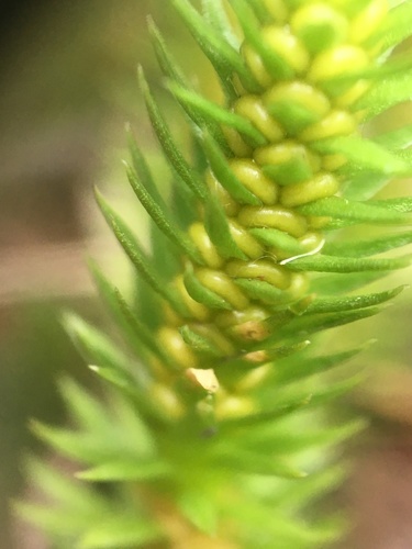 northern firmoss