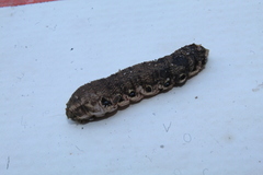 Proserpinus terlooii