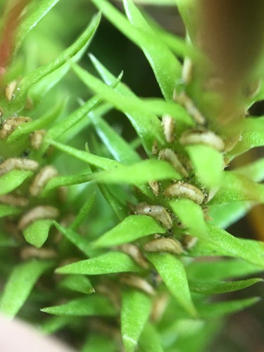northern firmoss