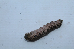 Proserpinus terlooii