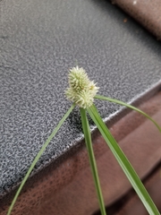 Cyperus sesquiflorus sesquiflorus